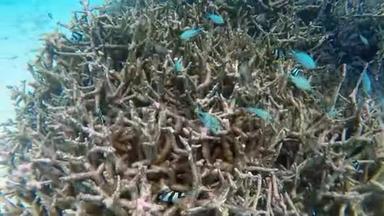 <strong>深蓝海洋</strong>中的水下珊瑚礁，有五颜六色的鱼和<strong>海洋</strong>生物。